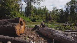 Professional Tree Removal and Landscaping Services in American Falls, ID